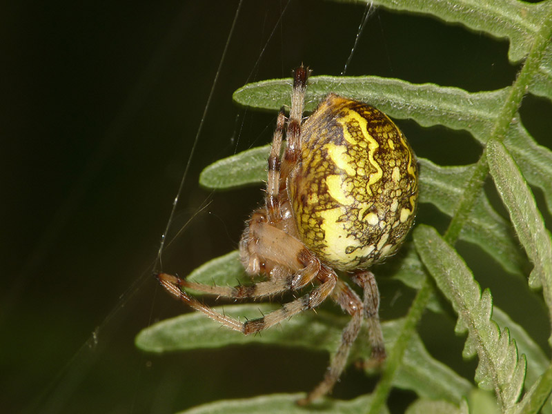 Araneus marmoreus - Lagozza di Besnate (VA)
